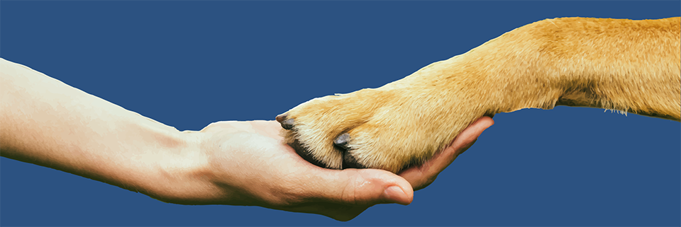 Dog paw in Human hand